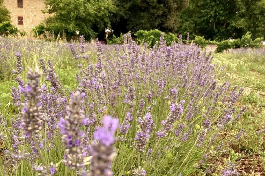 Claudia Vacanza Toscana - Appartamento Melograno -10 Min Da Siena โซวิชิลเล ภายนอก รูปภาพ