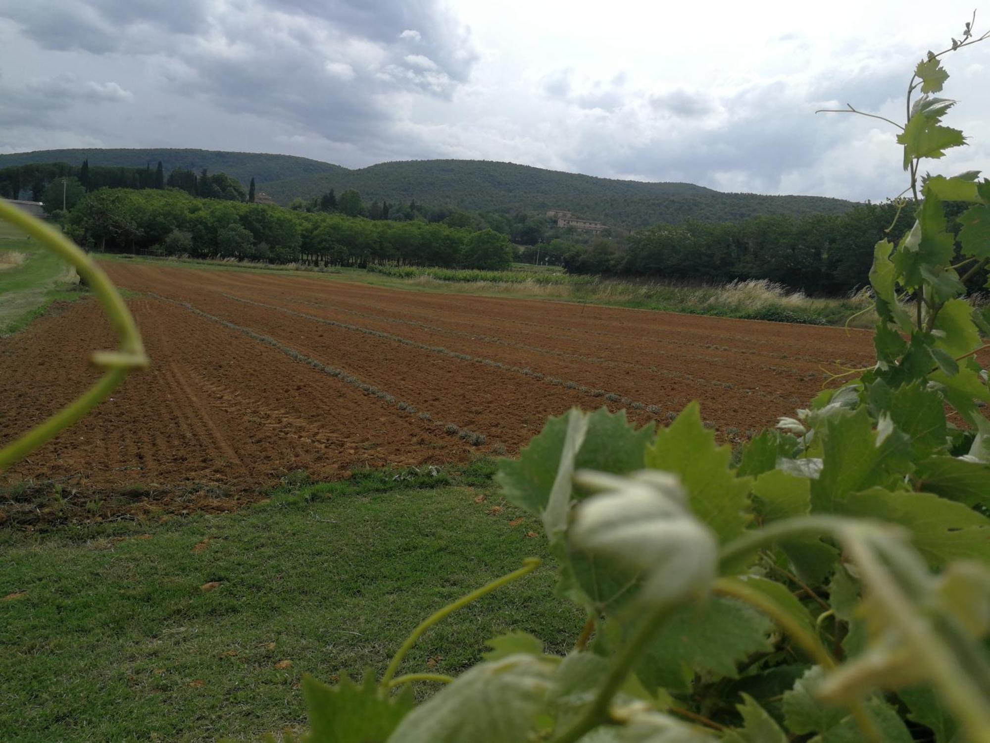 Claudia Vacanza Toscana - Appartamento Melograno -10 Min Da Siena โซวิชิลเล ห้อง รูปภาพ