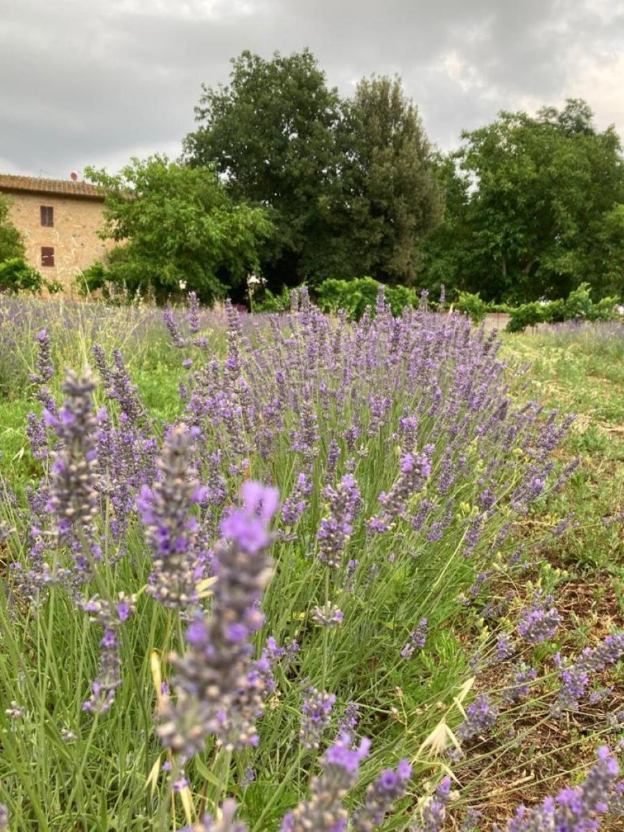 Claudia Vacanza Toscana - Appartamento Melograno -10 Min Da Siena โซวิชิลเล ภายนอก รูปภาพ