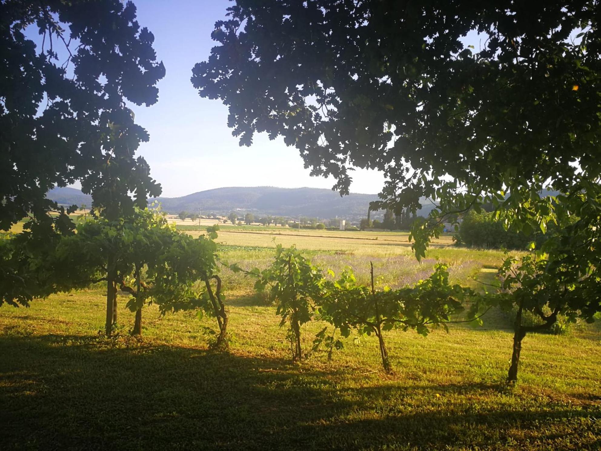 Claudia Vacanza Toscana - Appartamento Melograno -10 Min Da Siena โซวิชิลเล ภายนอก รูปภาพ